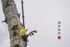 老树新芽