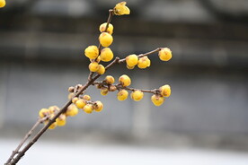 梅