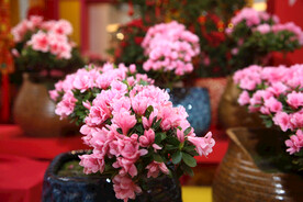 花市 美丽的盆景鲜花