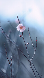 梅花
