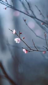 梅花