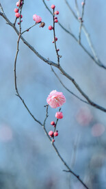 梅花