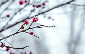 雪中红梅