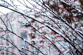 雪中红梅