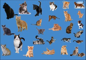 小猫 