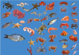 海鲜 
