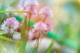 植物花卉 花朵
