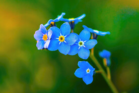 蓝色花朵微距摄影