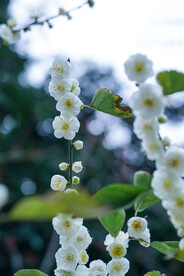 绿萼梅 梅花