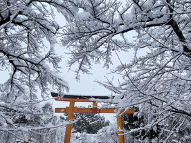 雪景 树枝