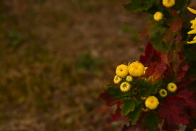 胎菊