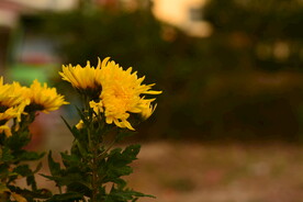 菊花