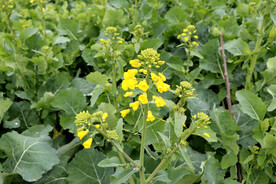 油菜花