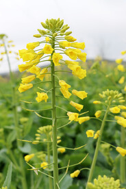 油菜花
