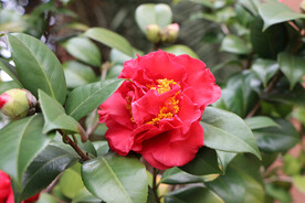 茶花
