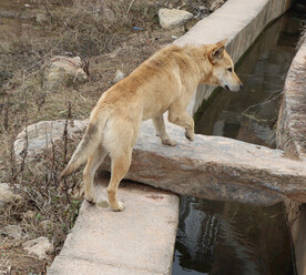 田园犬