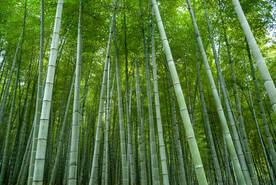 竹林