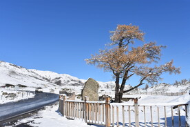 高原冬季雪景自然风光