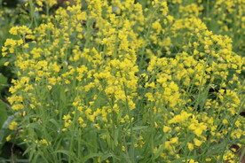 田野菜花
