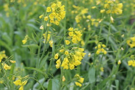 黄菜花