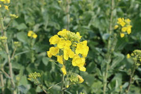 油菜花