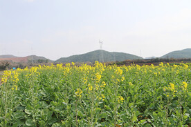 油菜花