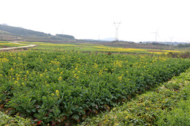 油菜花田园