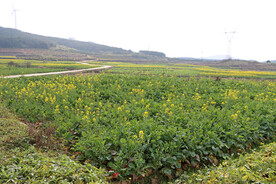 油菜花