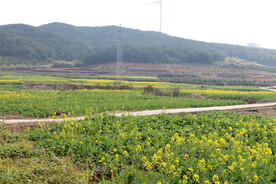 乡村油菜花