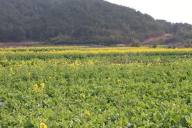油菜花