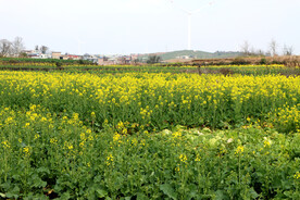 油菜花海