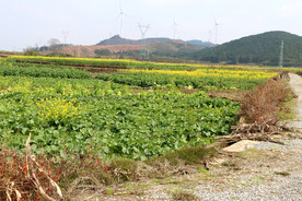 油菜花地