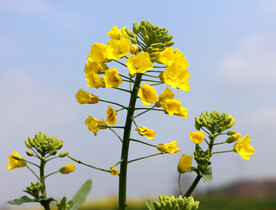 油菜花特写