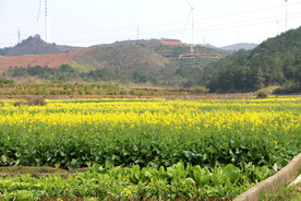 油菜花
