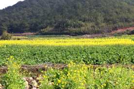 油菜花