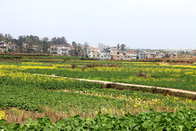 农村油菜花