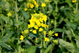 油菜花