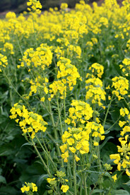 油菜花