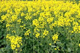 油菜花
