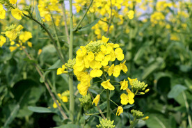 油菜花