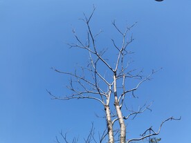 冬季蓝色天空下的树枝