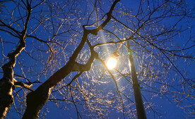 深蓝天空下的路灯和树木