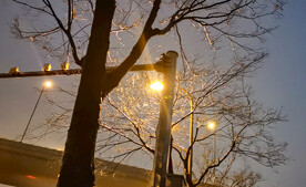 黄昏暖色路灯和树木