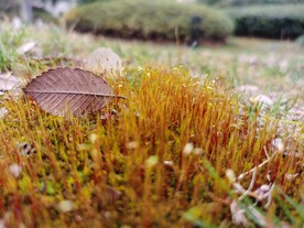 生长的青苔和树叶