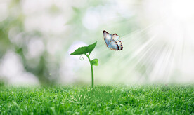 春天发芽植物和蝴蝶壁纸