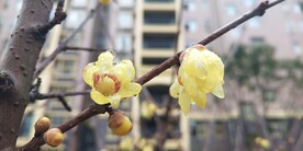 蜡梅