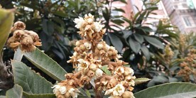 枇杷花