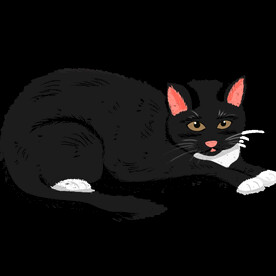 手绘卡通猫图片 