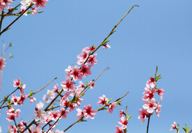 春天里粉色桃花花瓣