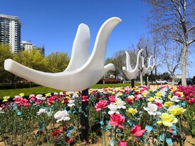 郁金香